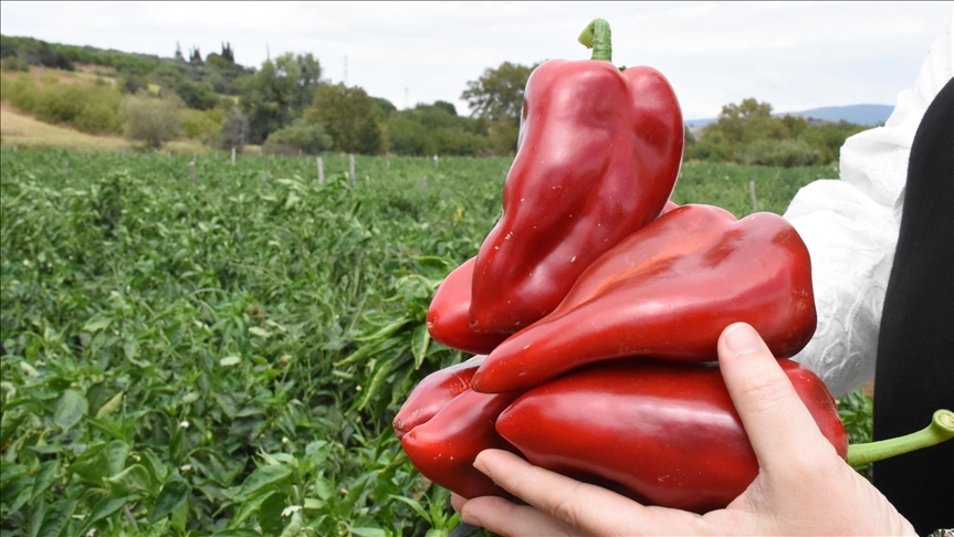 Tarlada 7 lira olan biber markette 200 lira oldu