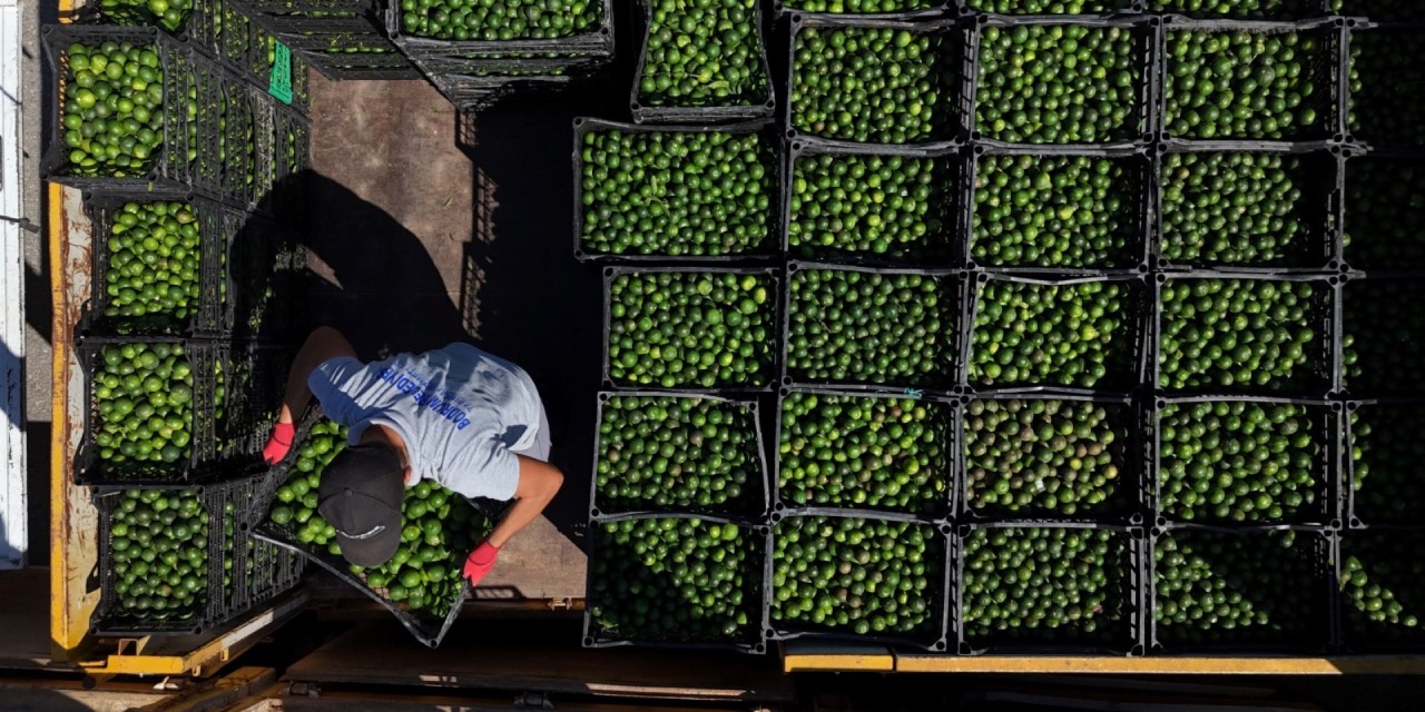 Bodrum’da mandalin üretimine 5 milyon liralık destek