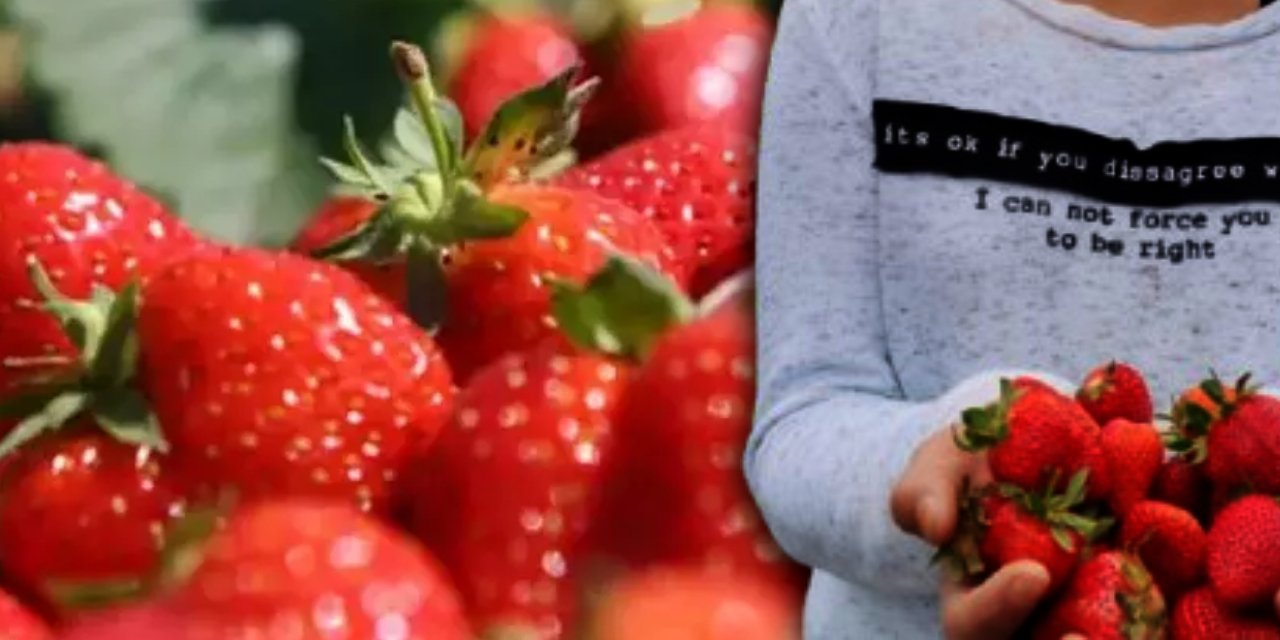 Reçellerin gözdesi sason çileğinin hasadı gecikti: Hangi hastalıklara iyi geliyor, faydaları neler?