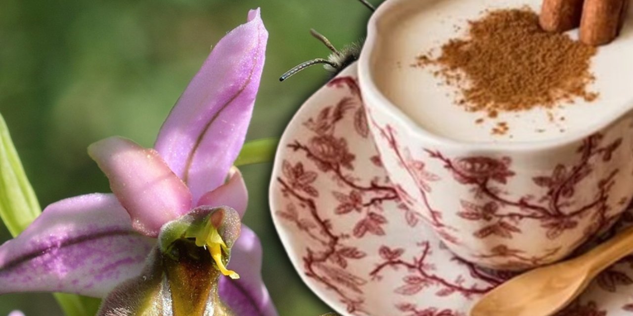 Salep uğruna yok oluyordu: Likya orkidesi ilk kez tohumdan üretildi! Gerçek salep nasıl anlaşılır?