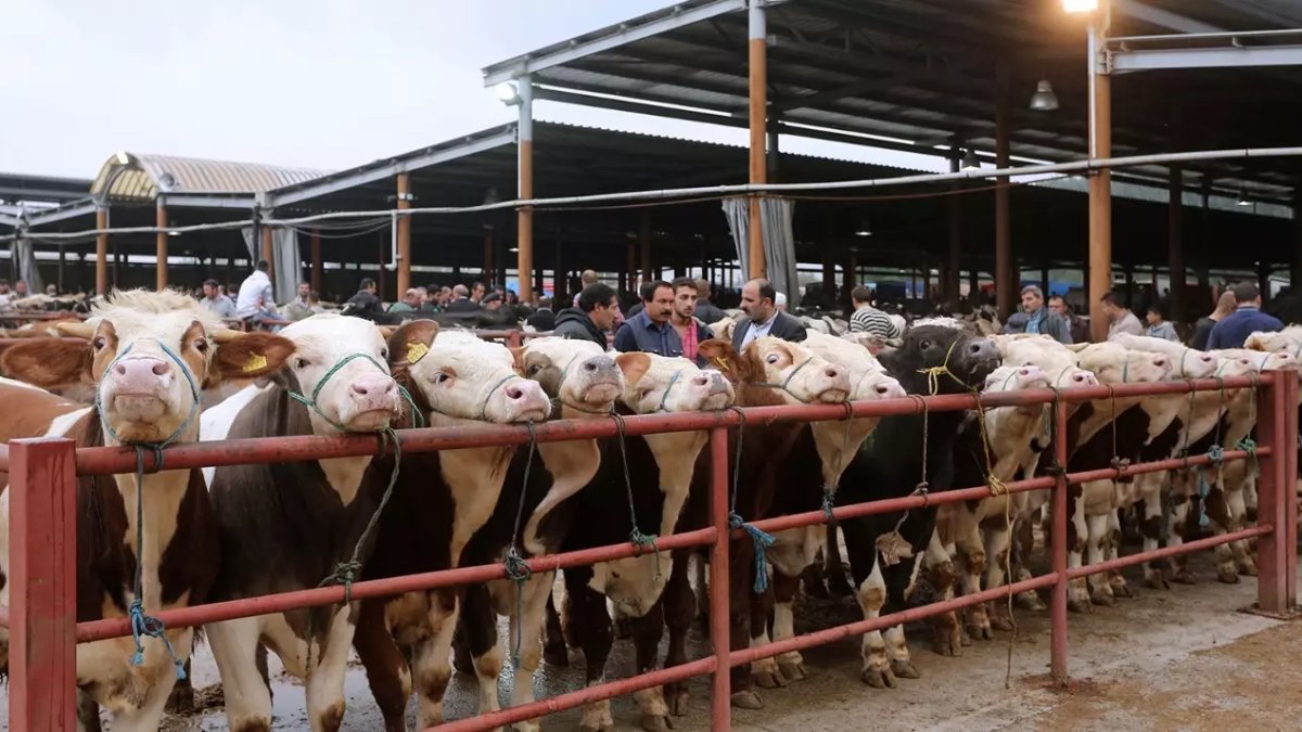 Bayram öncesi Balıkesir hayvan pazarları ikinci emre kadar kapatıldı