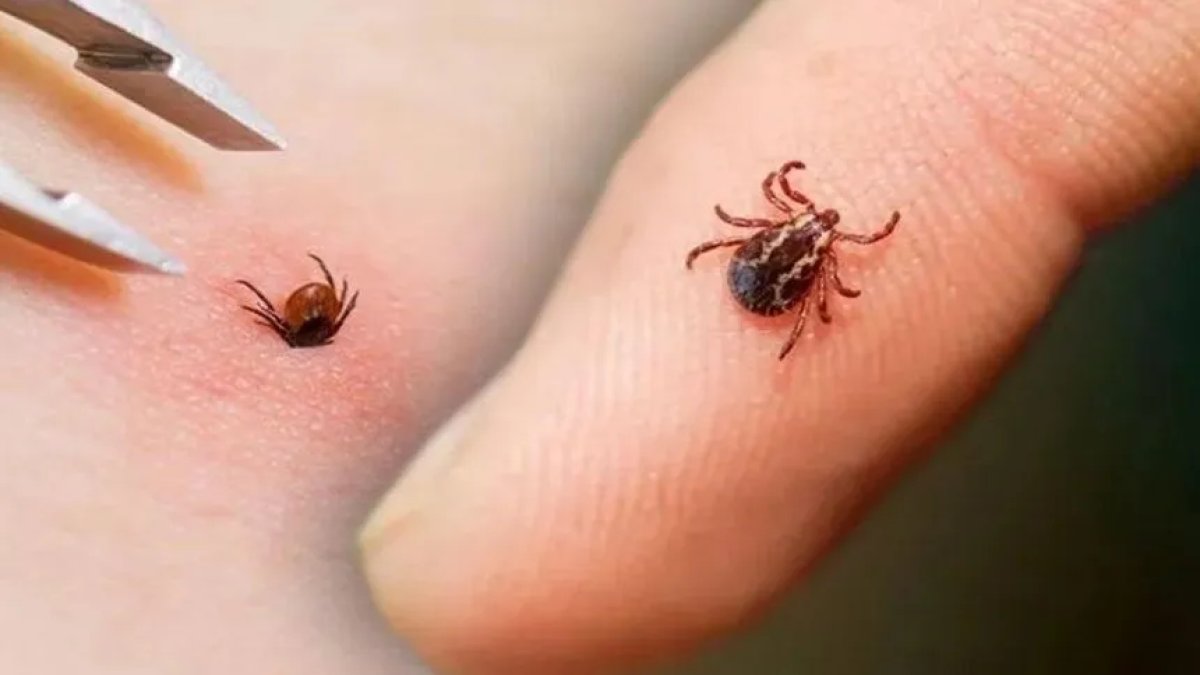 Havalar ısınmasıyla kene tehlikesi artıyor mu? Uzmanlar yaz ayları için uyardı