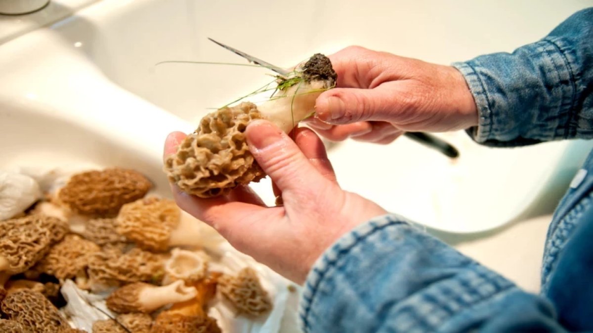 Doğada kendiliğin yetişiyor: Kuzugöbeği toplayana servet kazandırıyor