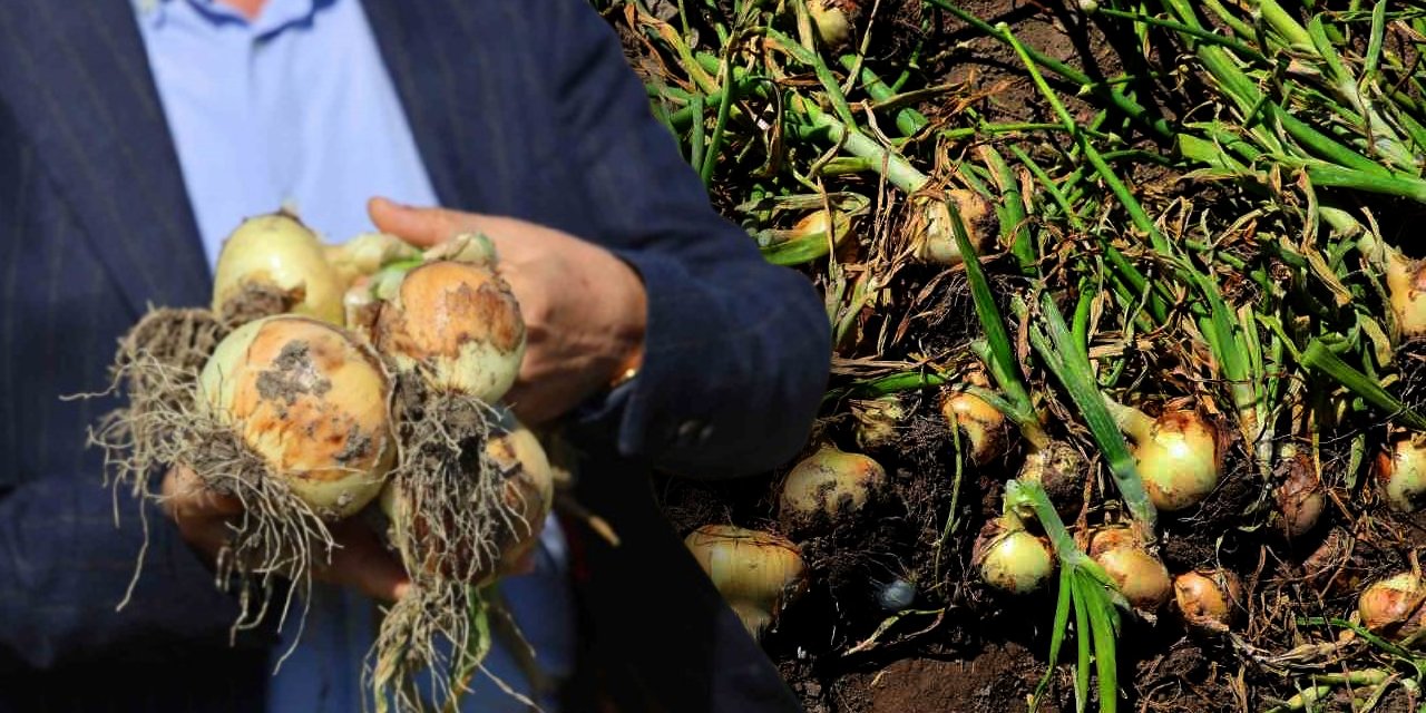 Adana’da turfanda soğan hasadı başladı: Turfanda soğan nedir? Neden erken çıkıyor, neden pahalı?