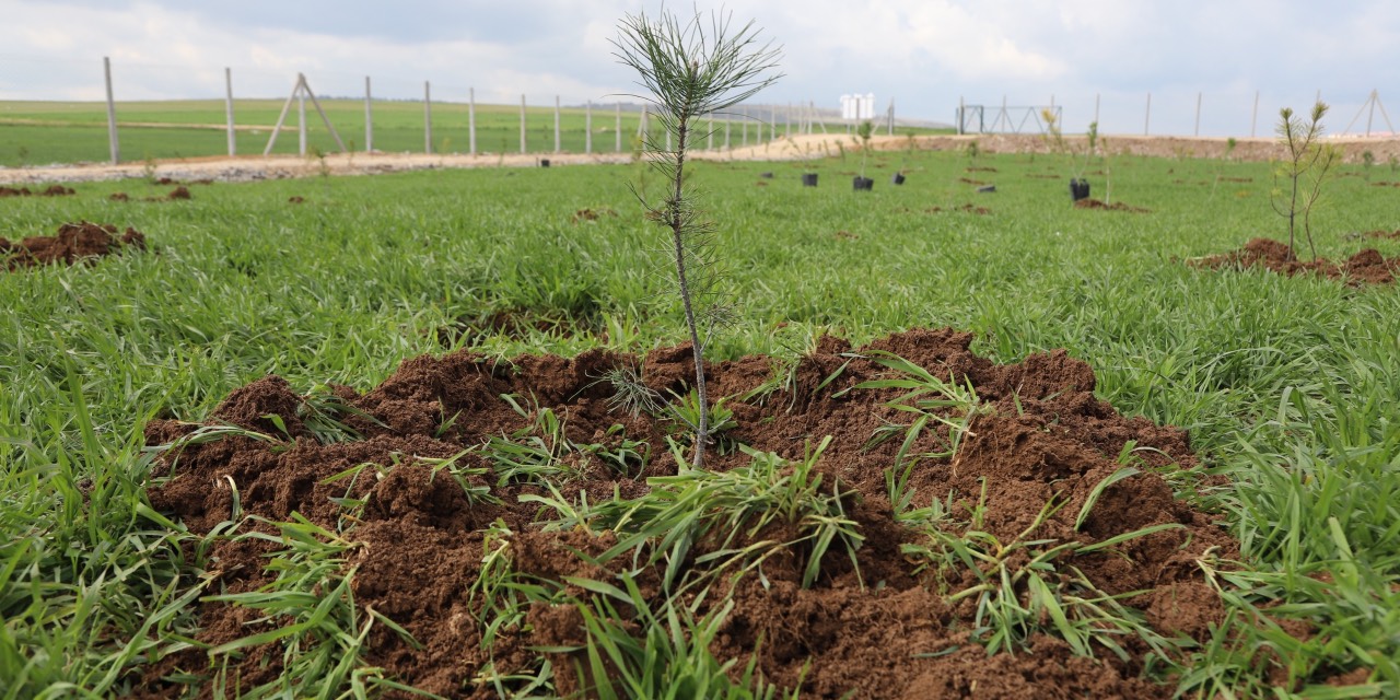 Eskişehir’de evliliklere fidanla anlamlı katkı