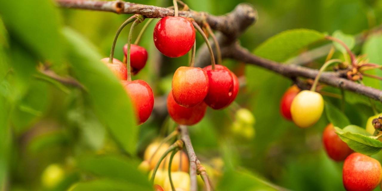 Manisa’da ilk kiraz rekor fiyata satıldı: Kirazın faydaları, ne kadar tüketilmeli? Sapı ve yaprağı ne işe yarar?