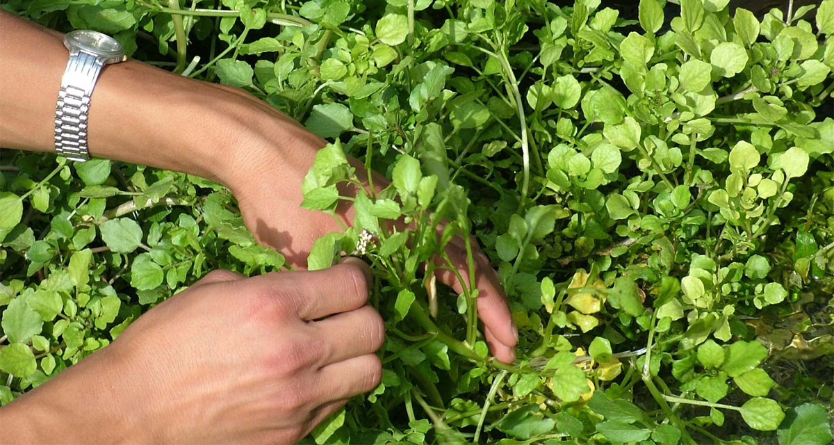 Dünyanın en sağlıklı sebzesi belli oldu! Faydaları saymakla bitmiyor