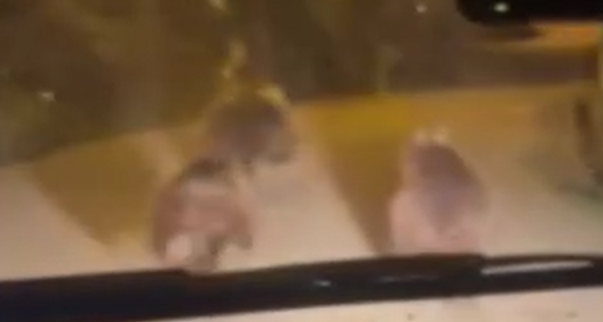 Kış uykusundan uyanan ayı ailesi kameralara yakalandı