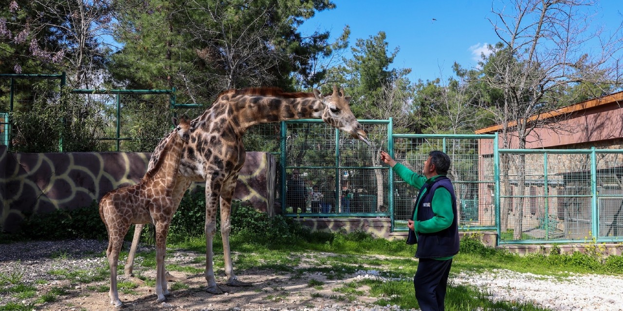 Türkiye’de doğan ilk zürafa yavrusuna Gaziantep’te yoğun ilgi
