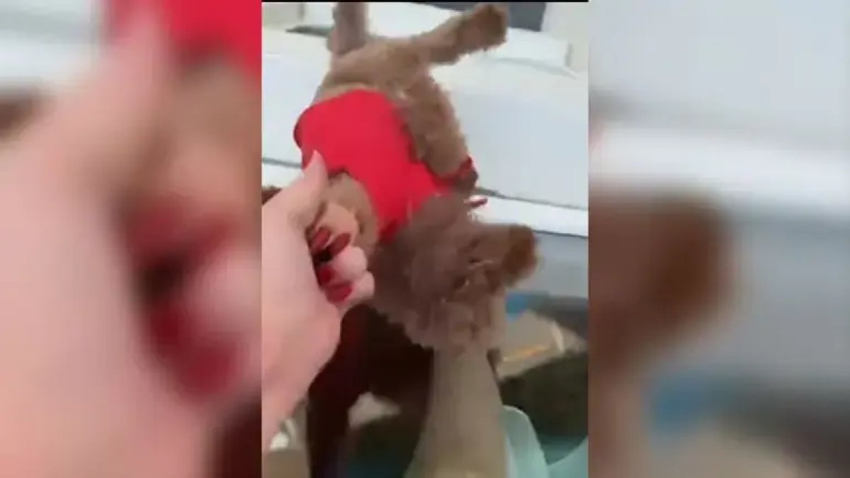 Başakşehir’de skandal olay: Pencereden sarkıttığı köpeği cama vurdu