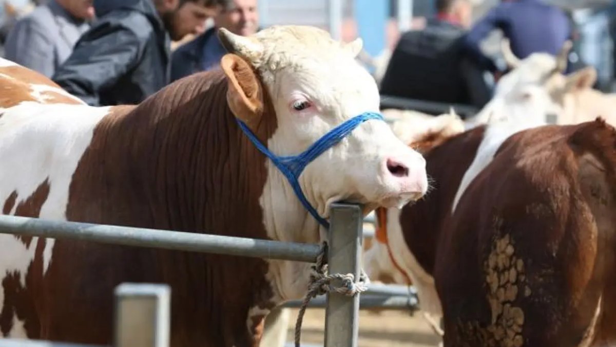 Kurbanlıkta fiyat şoku: Hisseler 40 bin TL'ye dayandı