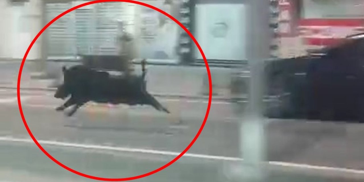Şehir merkezinde dehşet: Yaban domuzu 3 kişiyi yaraladı