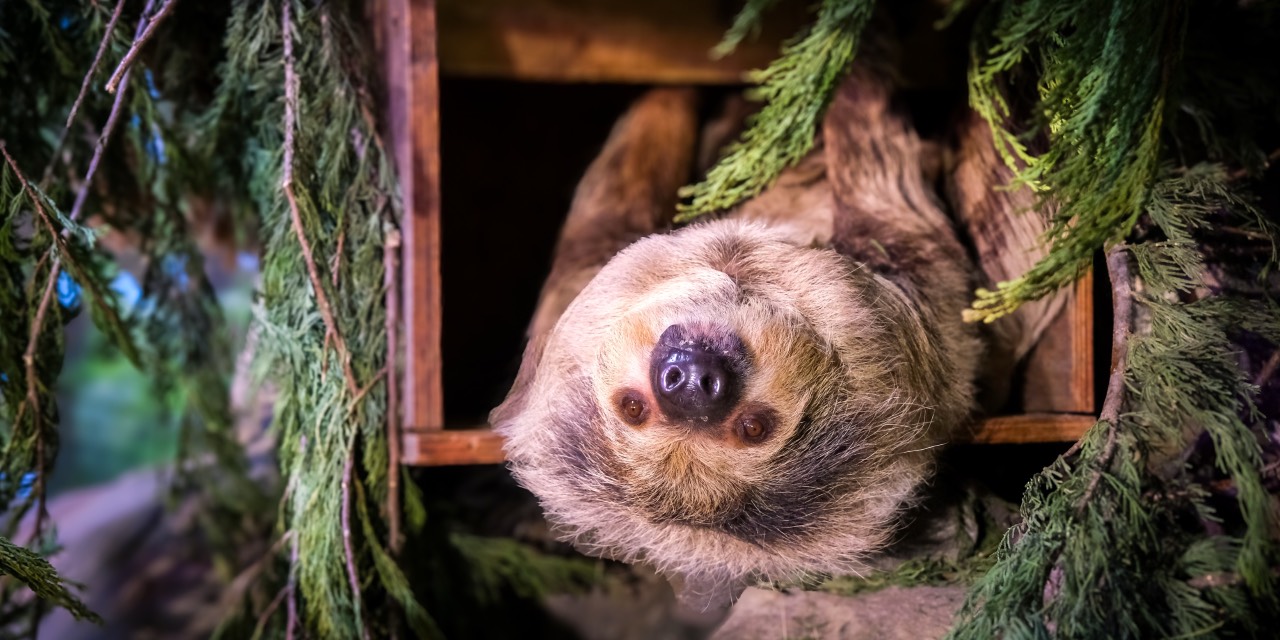 Eskişehir Hayvanat Bahçesi’ne yeni misafirler