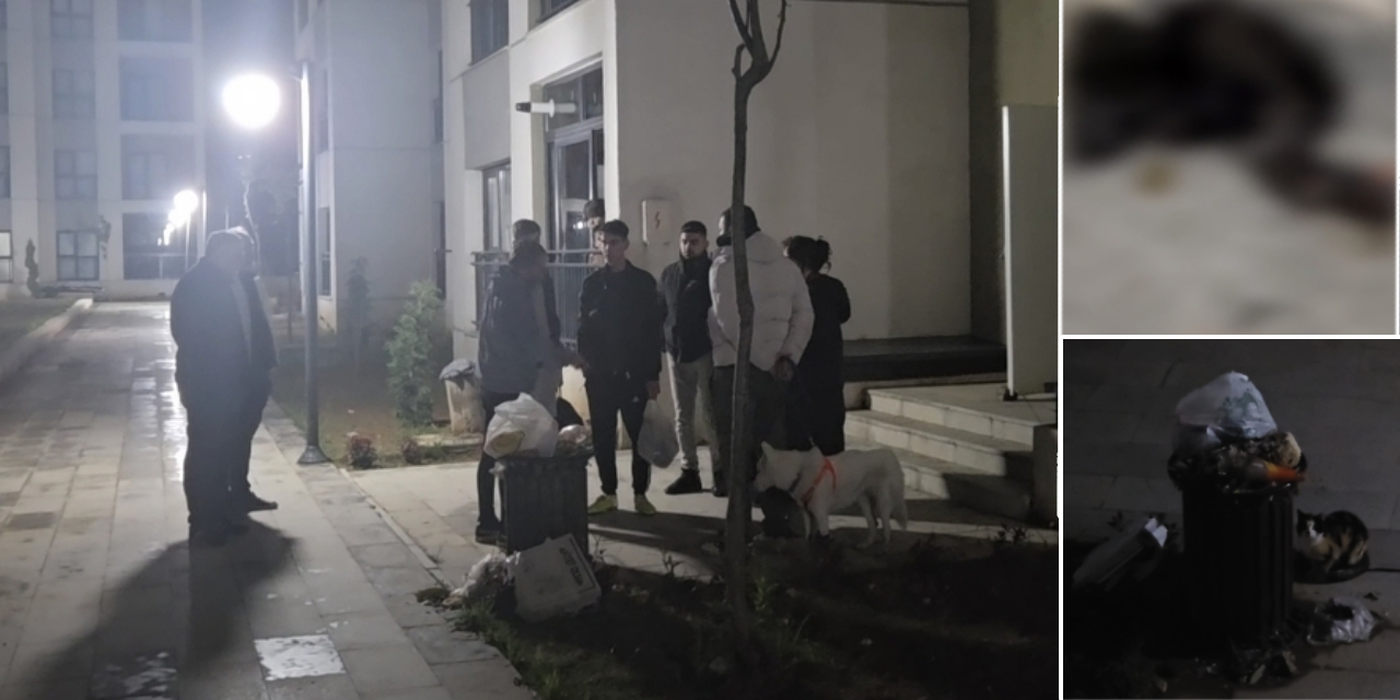 İstanbul'da bir sitede 4 yavru kedi mescitte ölü bulundu: Anne kedinin feryadı yürek burktu