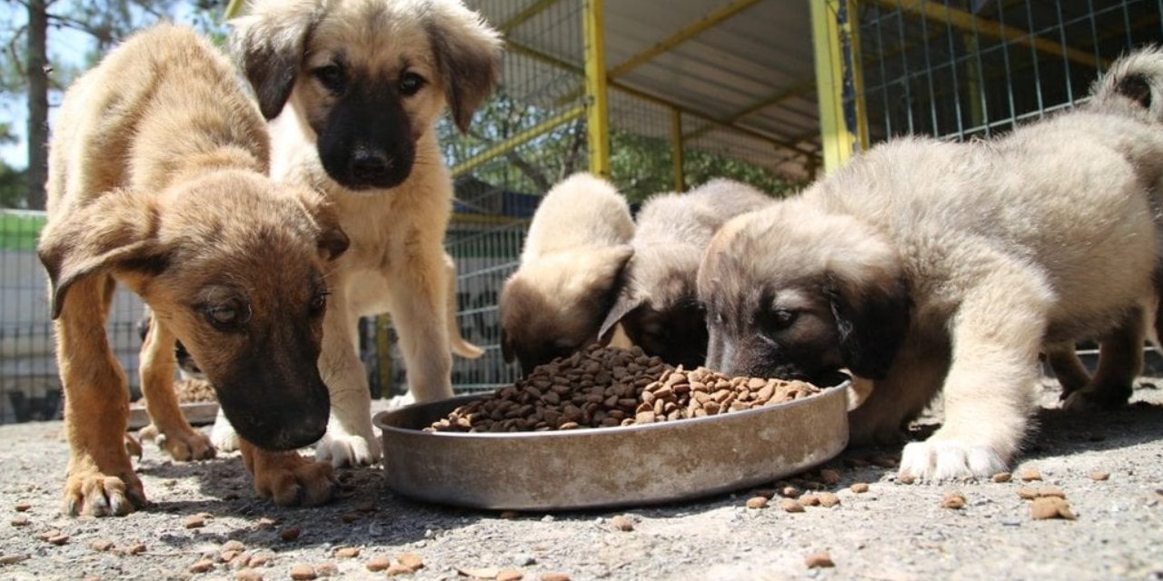 Vali Davut Gül duyurdu: Sokaklarda tek bir sahipsiz köpek kalmayacak