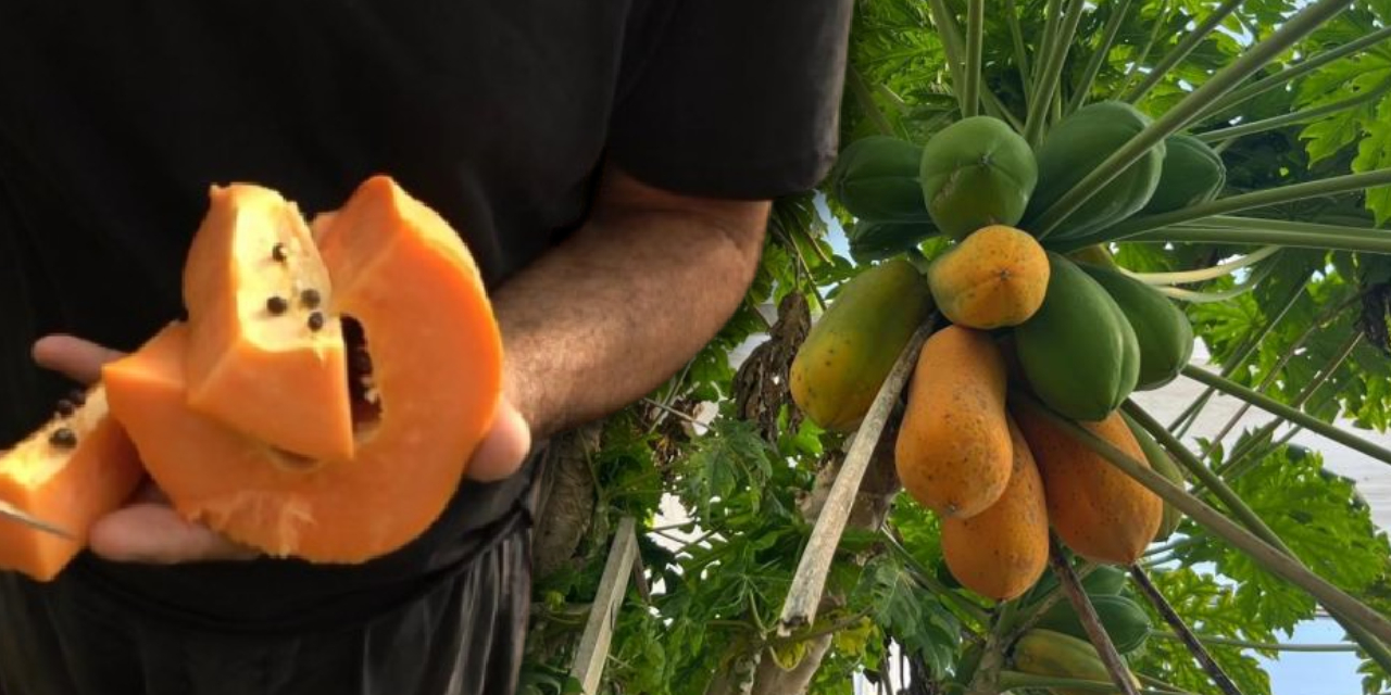Tek meyvede şifa deposu: Papaya hasadı başladı, fiyatı 90 TL’ye kadar çıktı