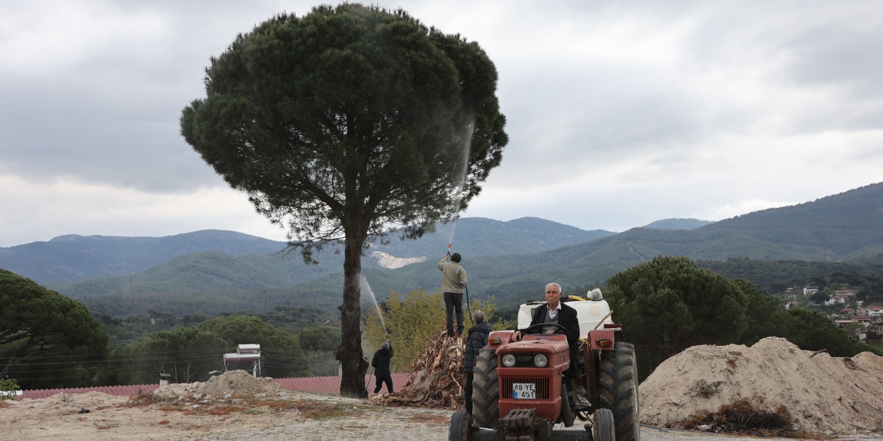 Muğla’da çam fıstığı üreticilerine doğa dostu destek