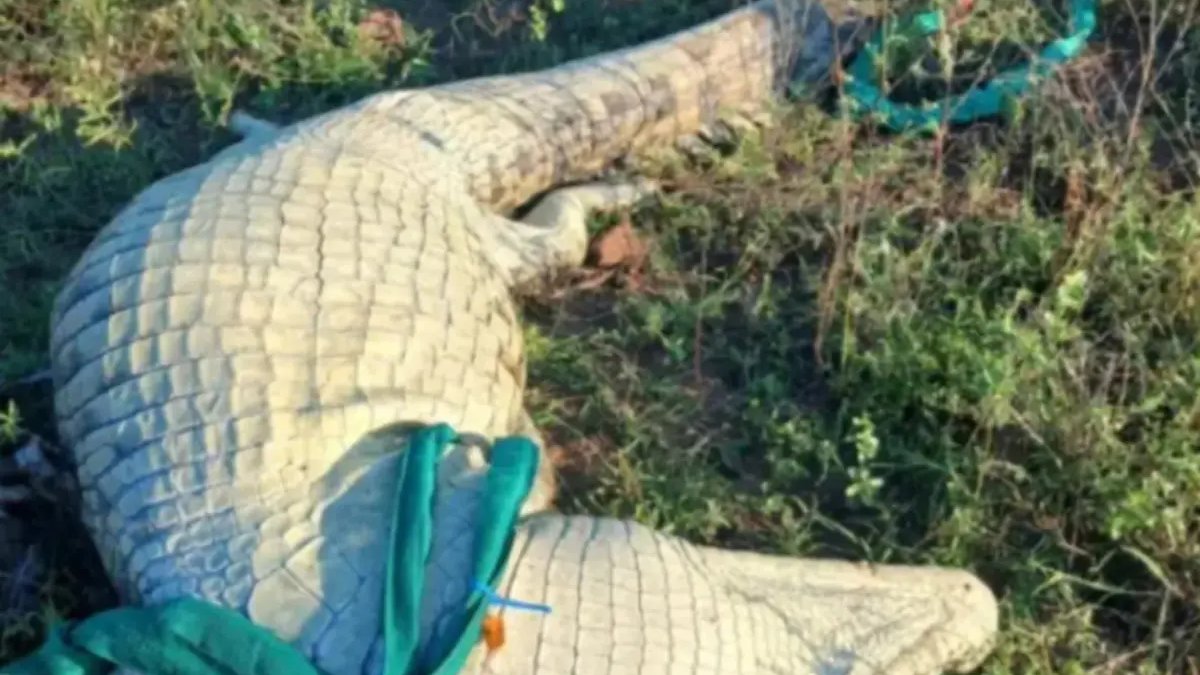 Dev timsahın midesinden çıkanlar şoke etti: Başka insan kalıntıları bulundu
