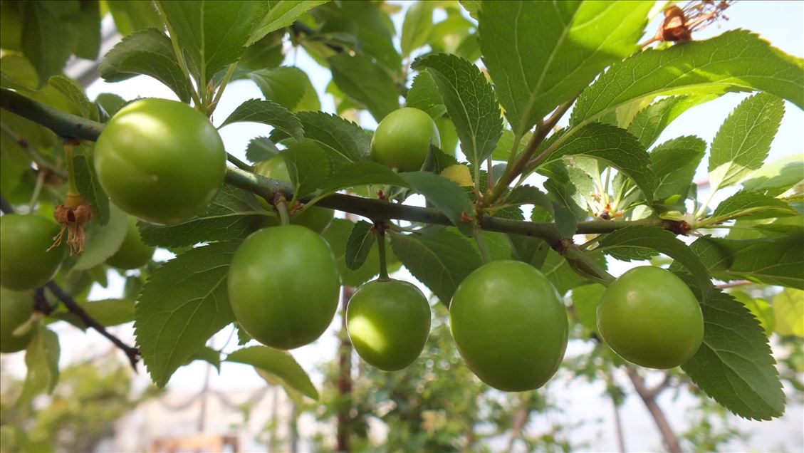 Erikte fiyatlar geriledi, hasat hızlandı! Reçelden diyete kadar birçok kullanım alanı var