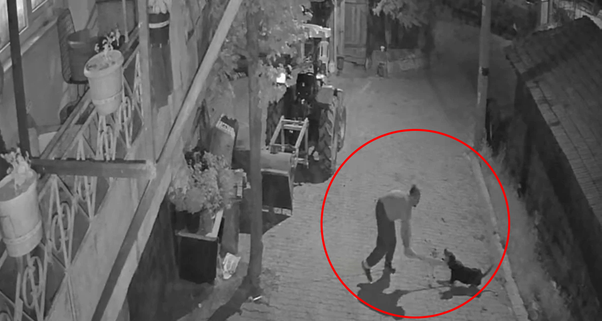 Tasmayla bağlı köpeği döve döve öldürdü