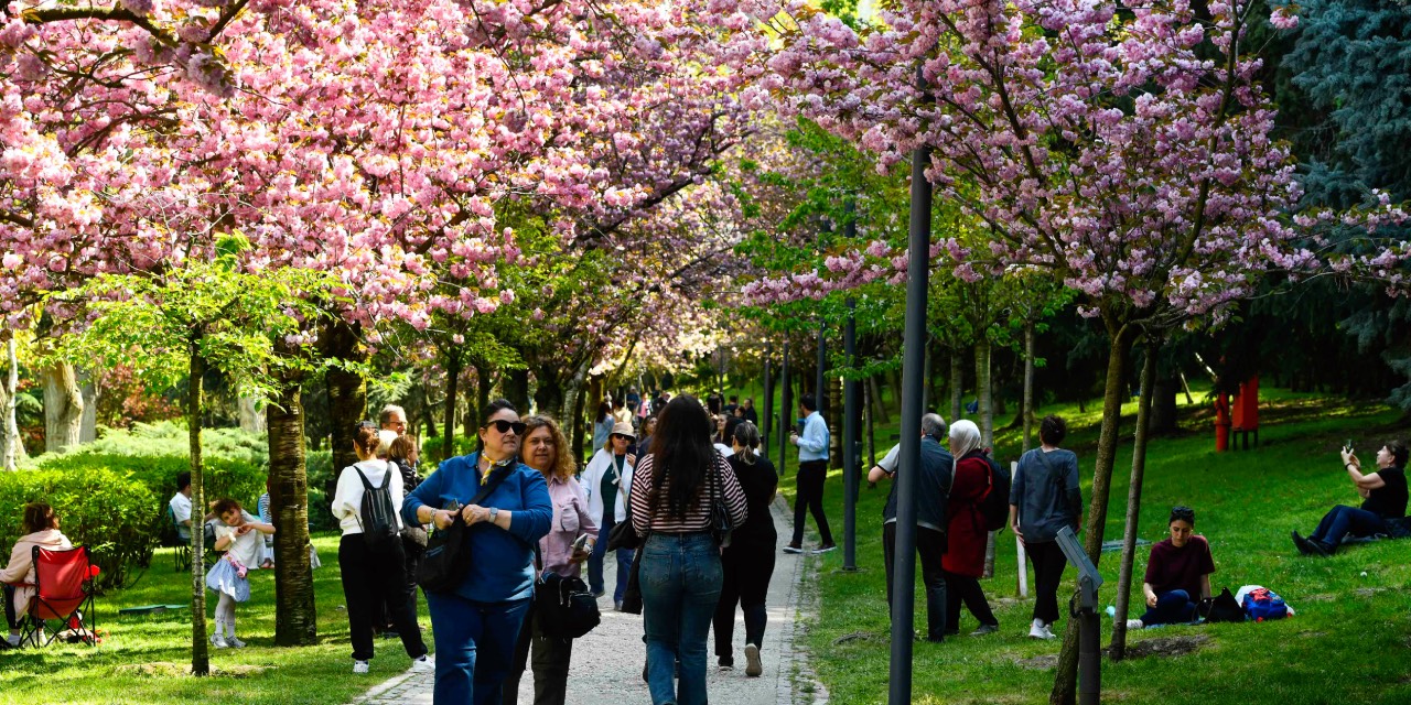 Ankara’da sakuralar çiçek açtı, ABB’den yoğun koruma çalışması