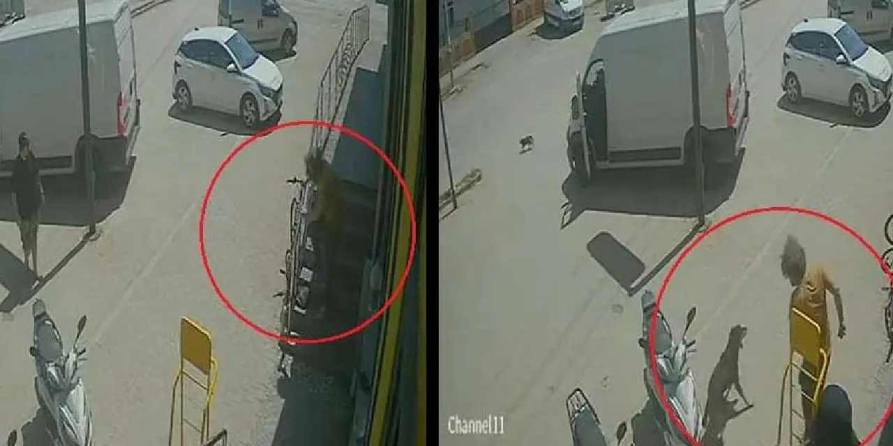 Kedi ve köpeğe acımasızca saldırmıştı... Antalya'daki vicdansızlığın cezası ağır oldu