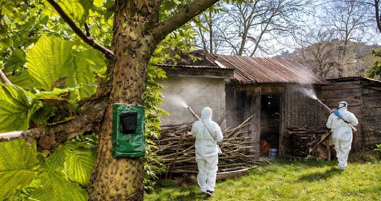 Ordu’da kokarca böceği çalışmaları başladı: 335 bin ev ilaçlandı