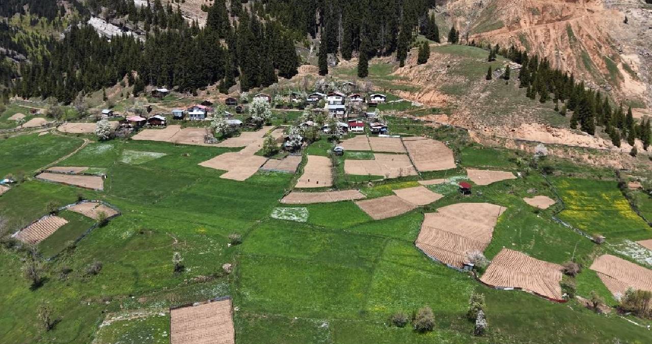 Artvin’de yetişiyor, 1400 rakımdan en doğalı çıkıyor: El emeği ürünler kapış kapış satıyor
