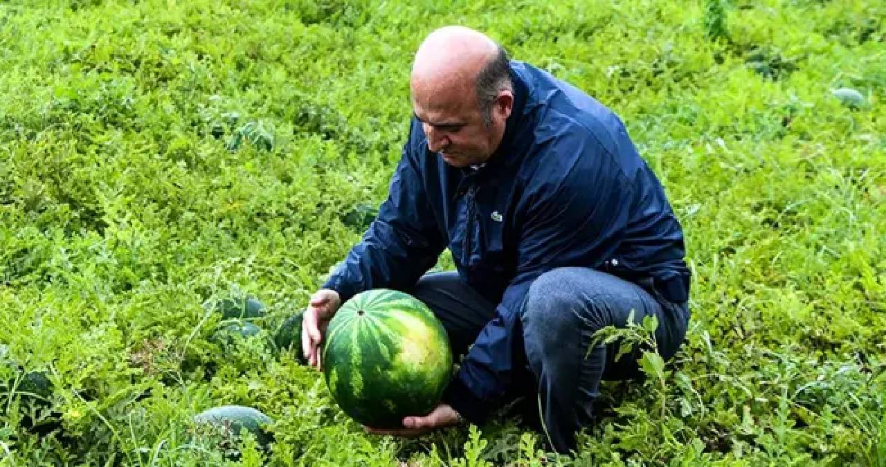 Sezonun ilk karpuz hasadı başladı: Adana’da kilosu 25 TL’den satılıyor