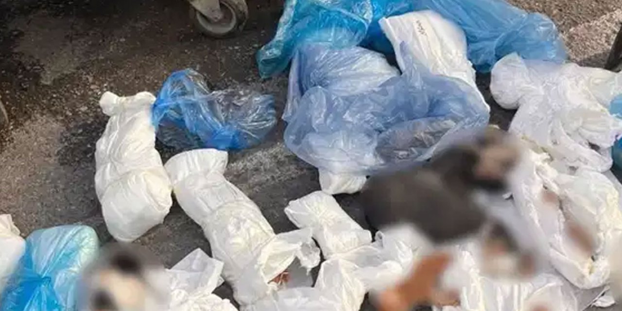Poşette bulunan 33 kedi ölüsü soruşturmasında yeni gelişme