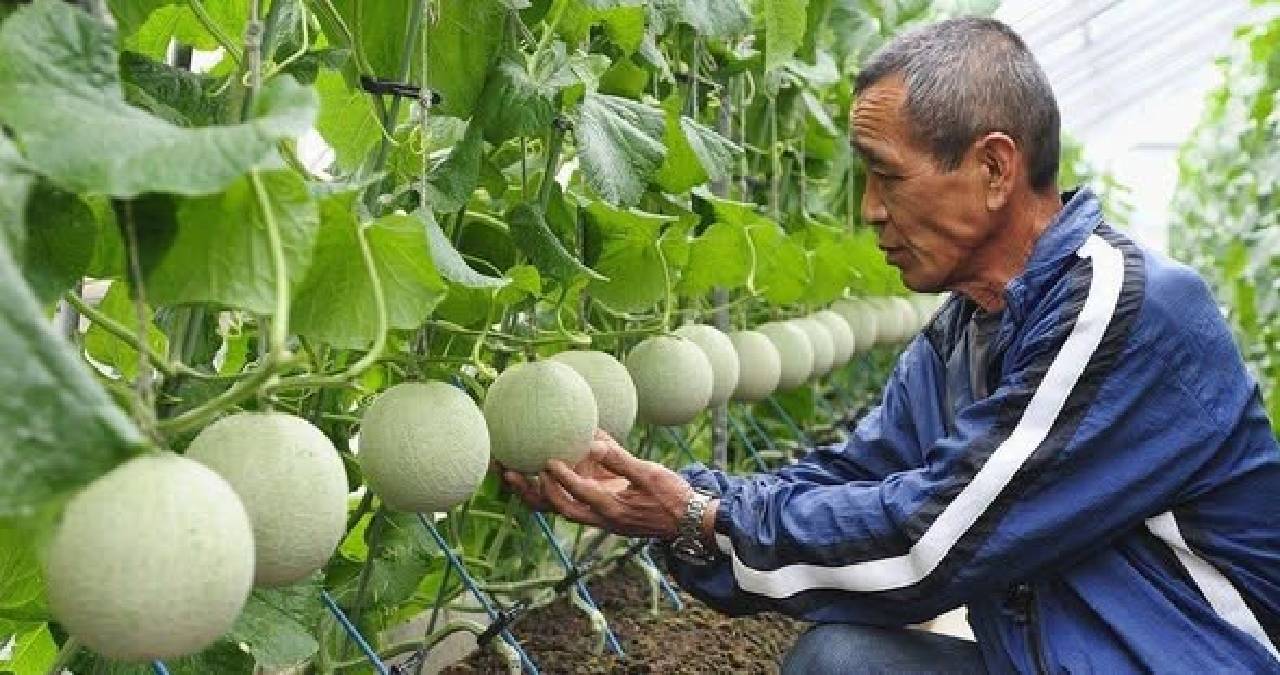 Masaj yaparak yetiştiriyorlar! Bildiğiniz tüm meyveleri unutun: Tanesi 28 bin TL’den satılıyor