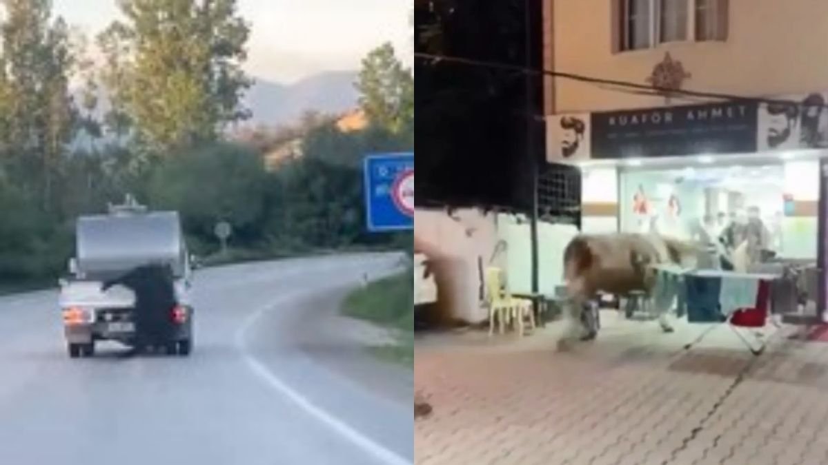 Biri kuaföre daldı, biri araç arkasında sürüklendi