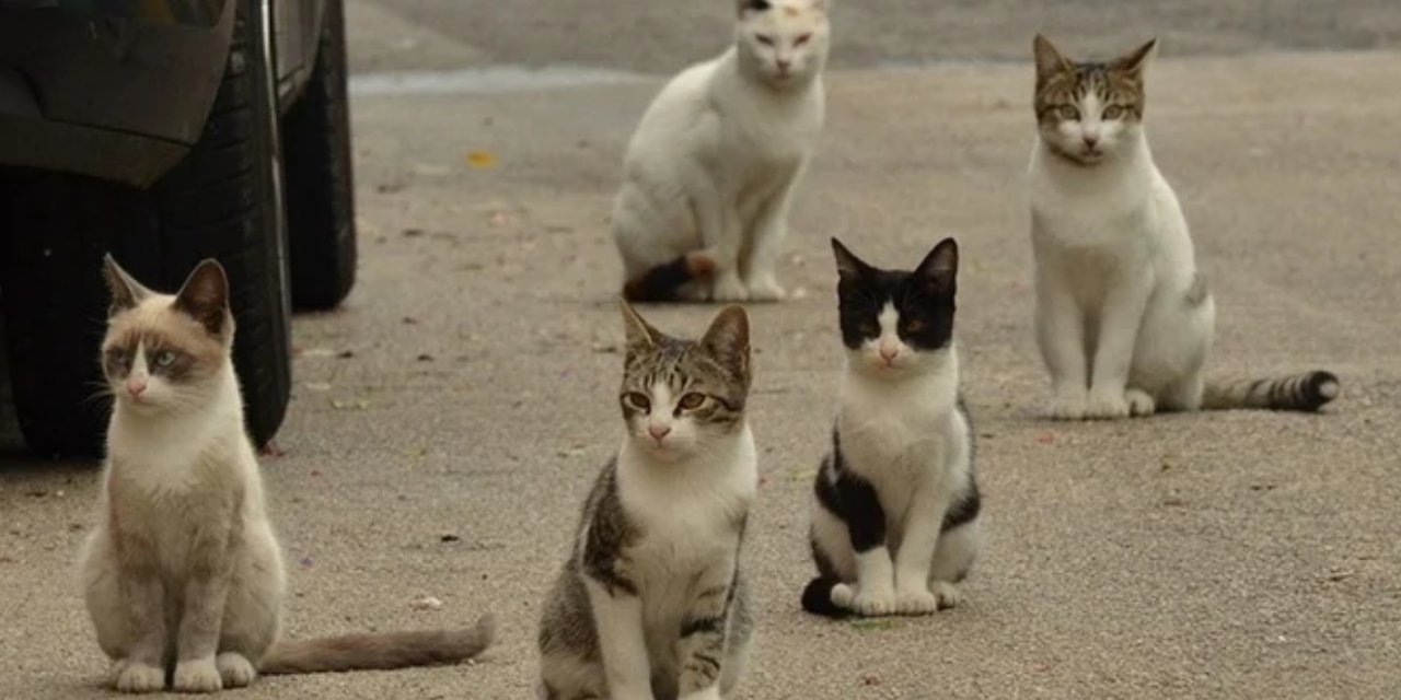 İzmir’de 33 ölü kedi olayı! Veteriner hekime tutuklama