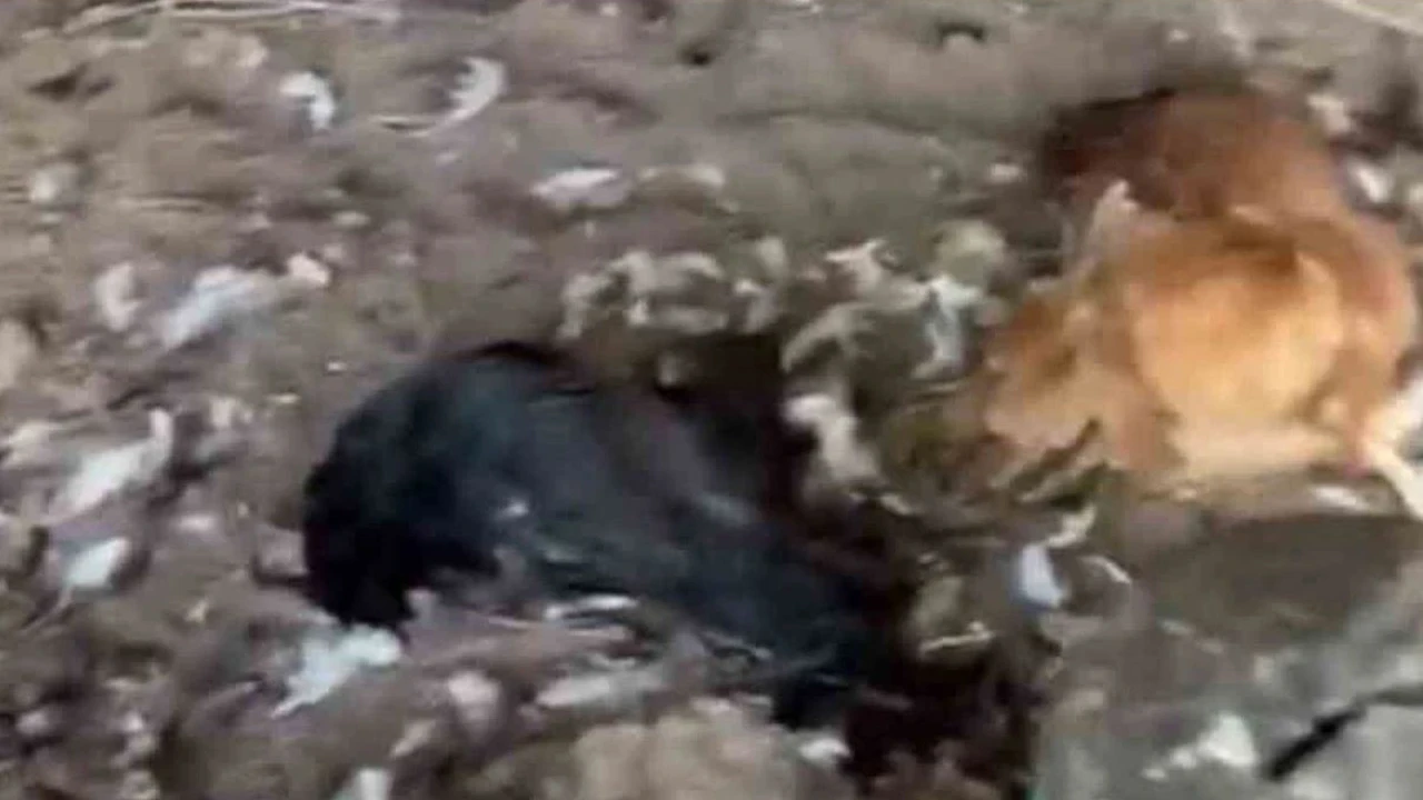 Sokak köpekleri 30 tavuğu telef etti
