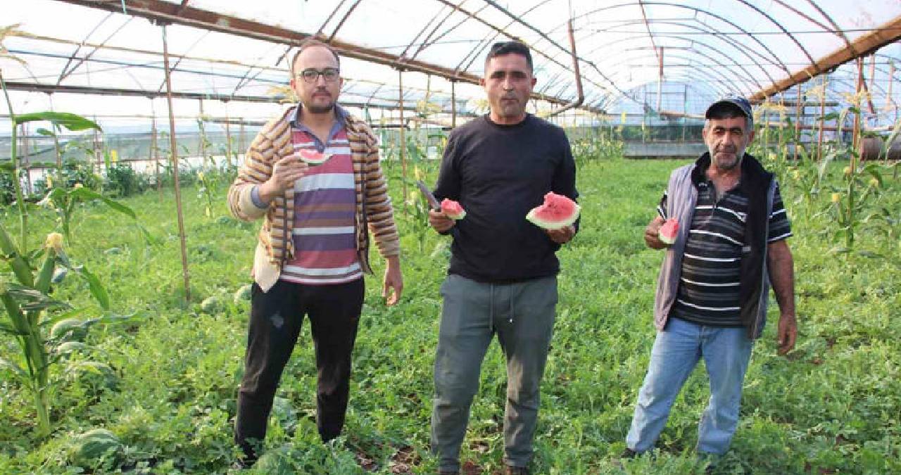 Çekirdek karpuzu hasadı başladı: Kilosu 60 TL’den satılıyor