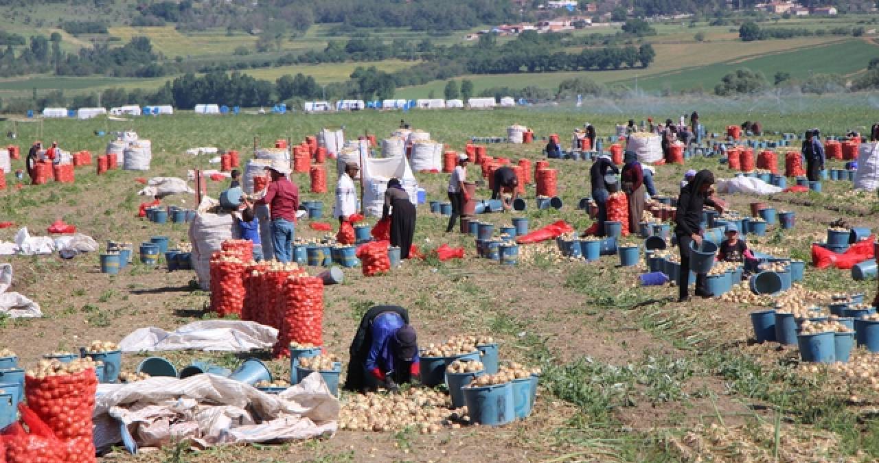 Araziler kırmızıya döndü: Amasya’da mutfakların vazgeçilmezi soğan hasadı başladı