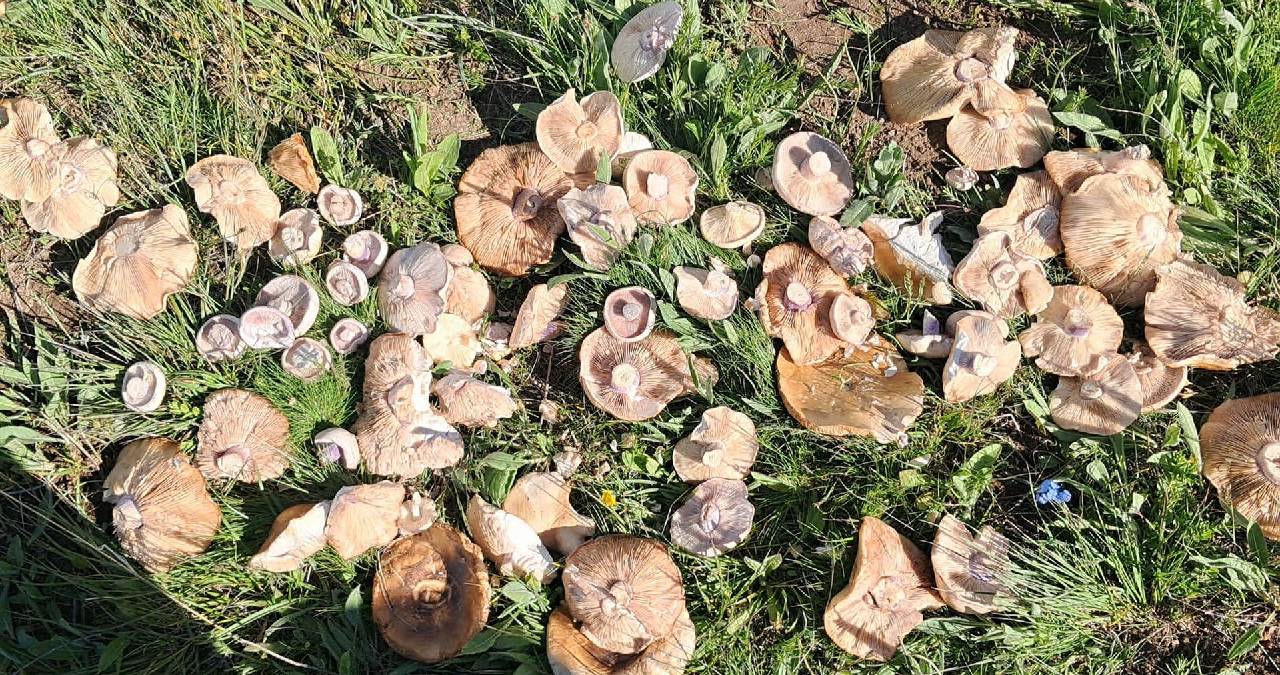 Yağışlarla birlikte toprak fışkırdı: Kilosu 250 TL’den başlayan fiyatlarla satılıyor