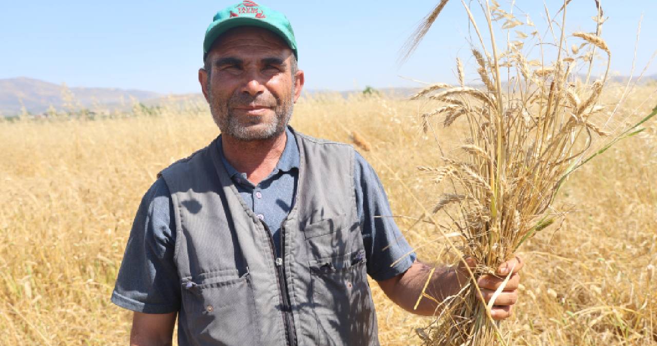 Amik Ovası’nda hasat başladı: Kilosu 16,5 TL’den satılacak