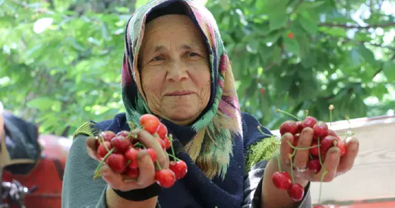 Honaz kirazında hasat geldi çattı: Tek tek toplanıyor, dünyanın dört bir yanına gönderiliyor