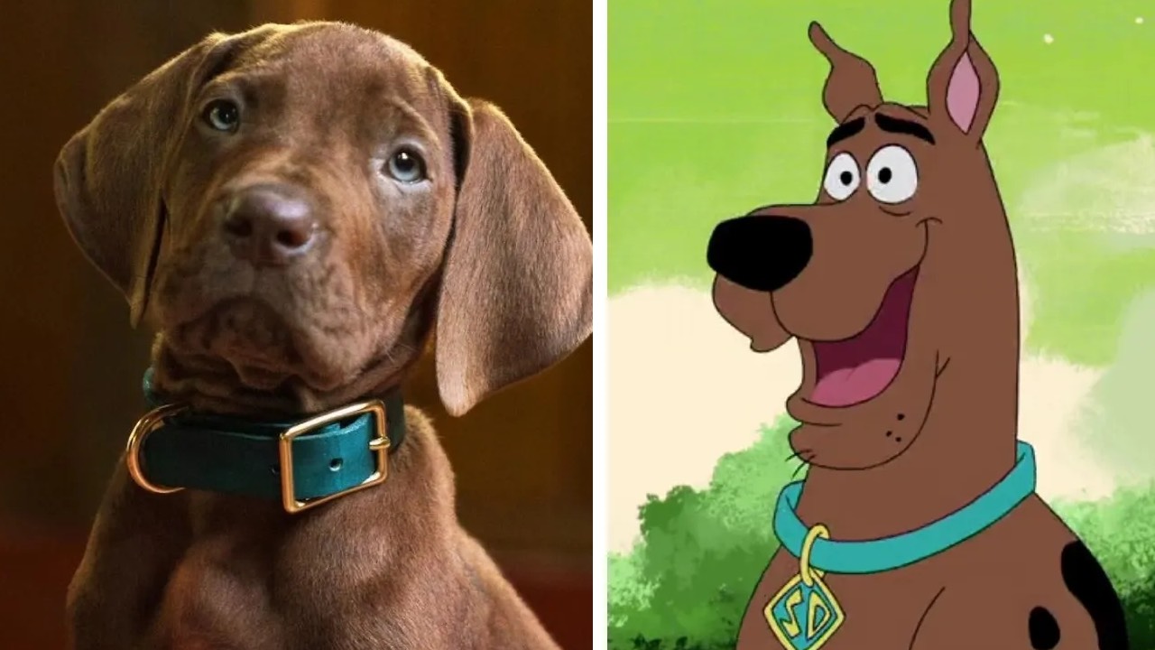Scooby-Doo dizisi geliyor: Gerçek bir köpek oynayacak