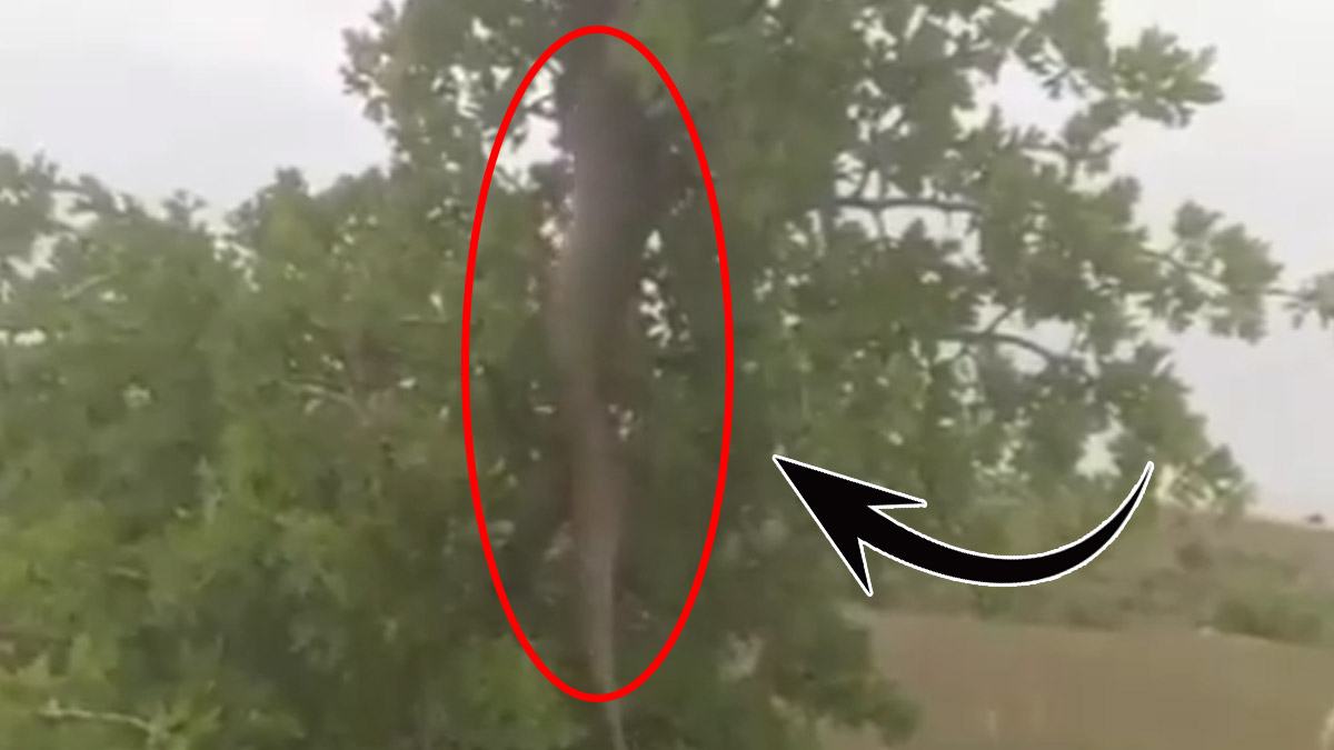 İşte Türkiye'nin en büyük yılanı! O ilimizde görüldü görenler anakonda sandı: Prof. Dr. Güner Sönmez paylaştı