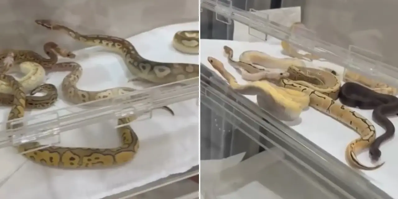 Görenleri şoke etti! Bir evden adeta yılan yuvası çıktı