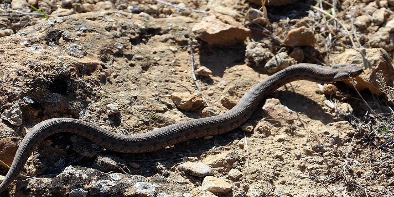 Tek ısırığı bir insanı öldürebiliyor: Tunceli’de koca engerek yılanı görüntülendi