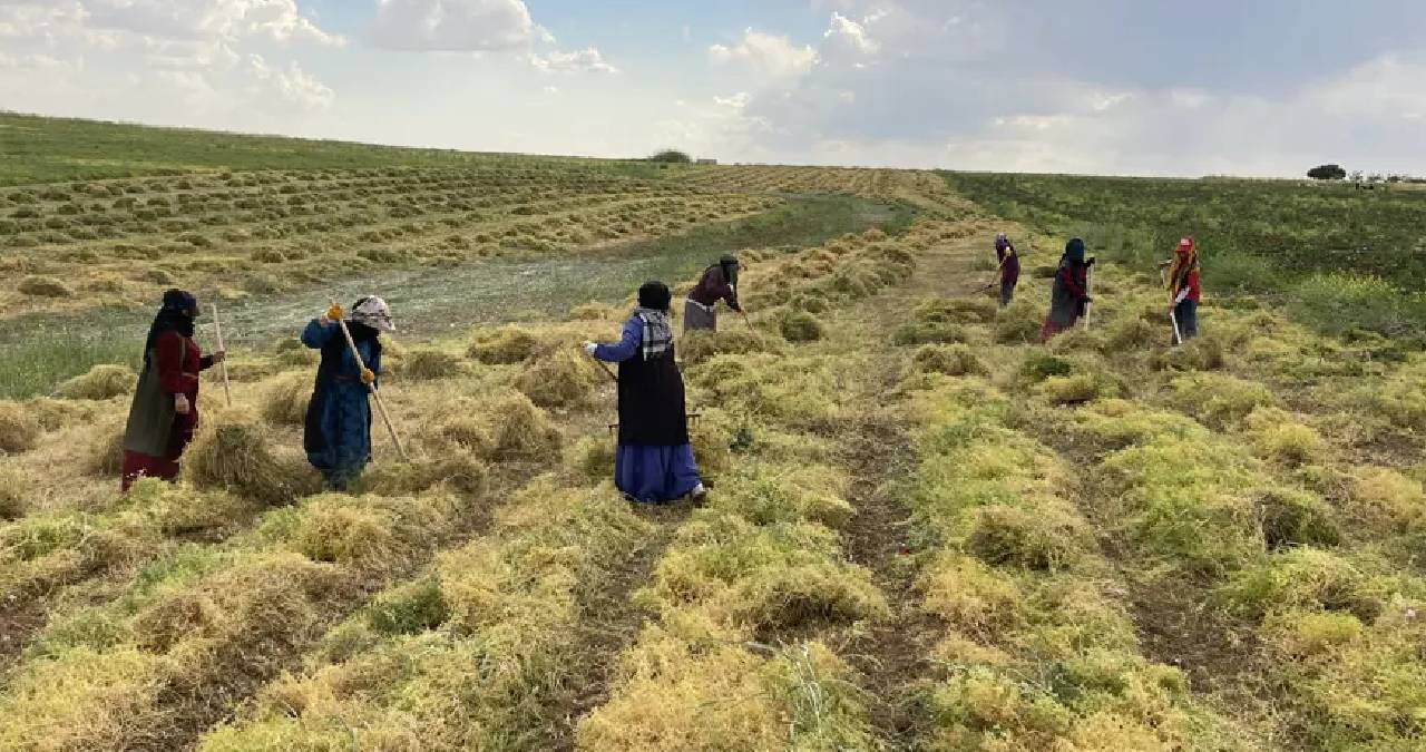 Sabah erkenden hasada başlıyorlar: Toplandıktan sonra kurutuluyor, saplarından tek tek ayrılıyor
