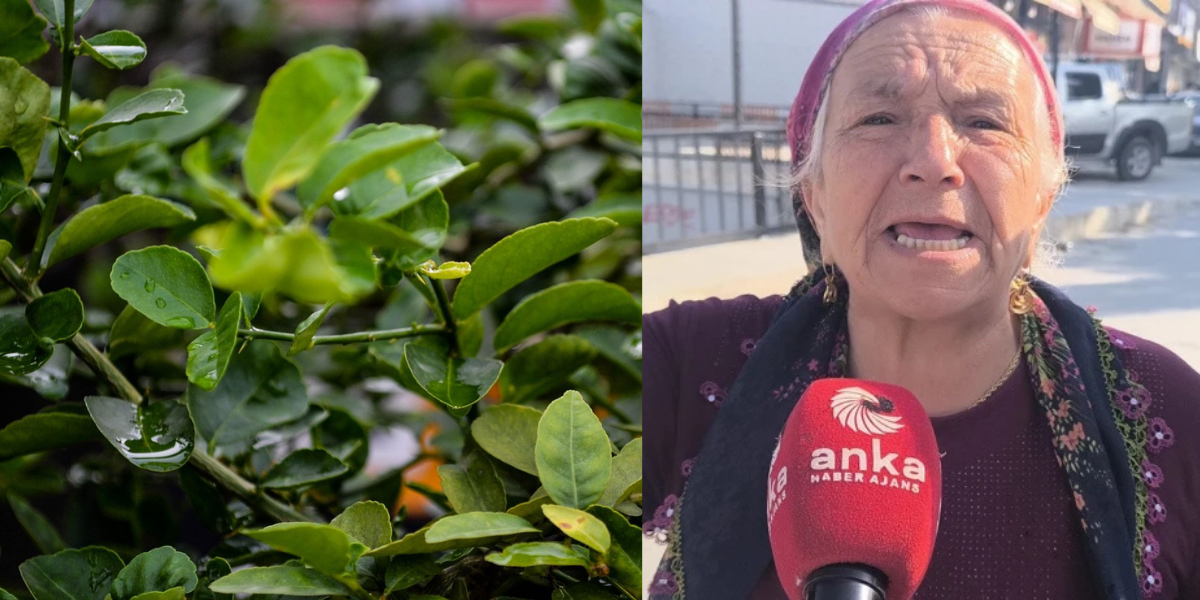 Tanesi 24 TL oldu: Vatandaş isyan etti