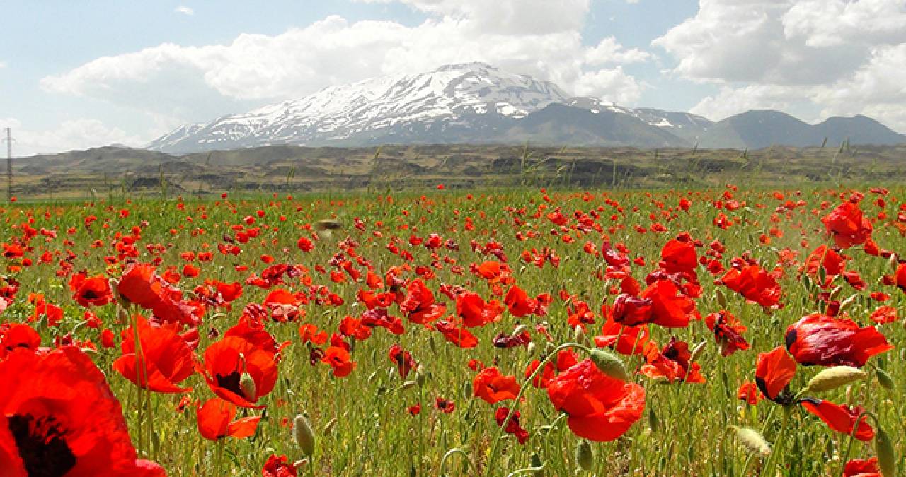 Bir yanda gelincik tarlası bir yanda karla kaplı dağlar: Fotoğraf tutkunlarının uğrak noktası