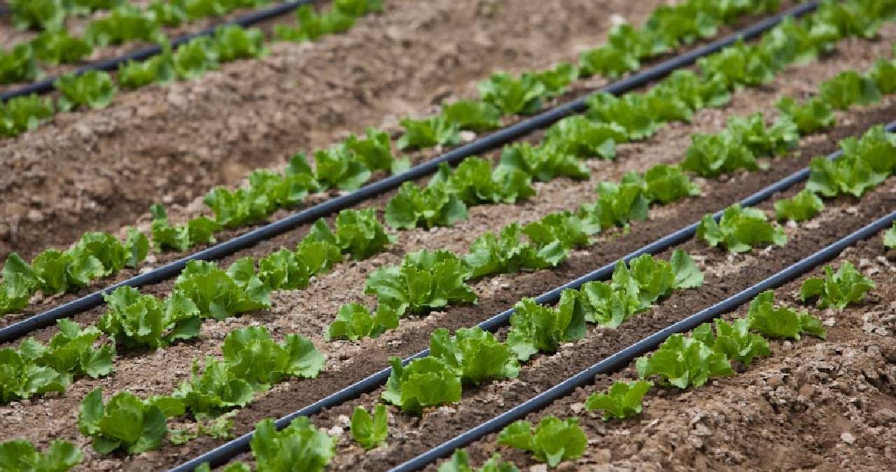Yüksek maliyetli sulama yöntemlerini unutun: Tarımın basit ama etkili hilesi