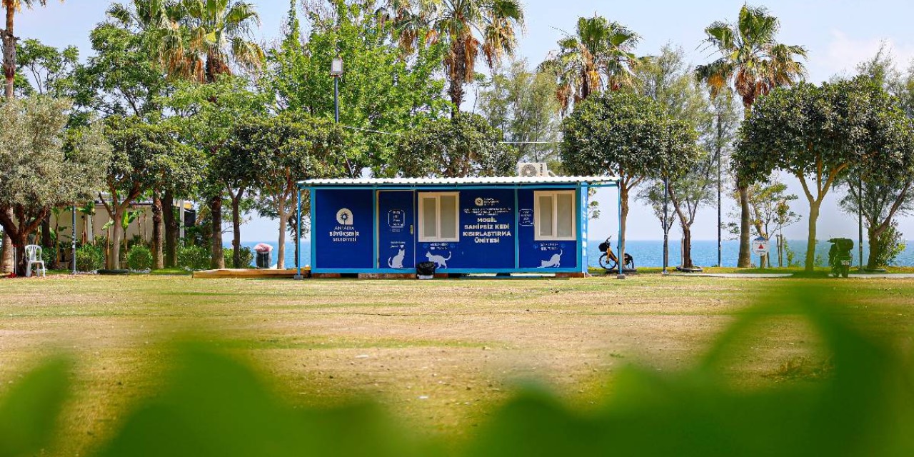 Antalya’da sahipsiz kediler için mobil kısırlaştırma hizmeti başladı