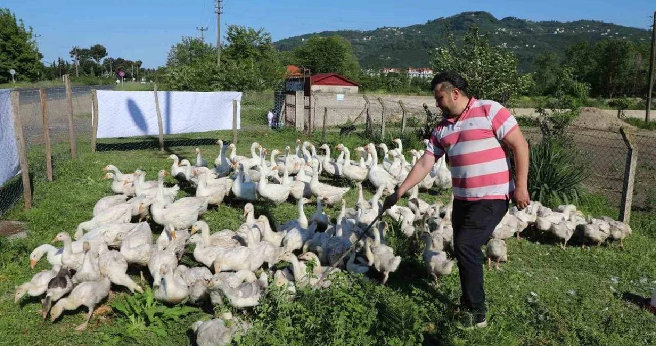 20 taneyle başladı 220’e ulaştı: 1 yılda kaz sayısını katladıkça katladı
