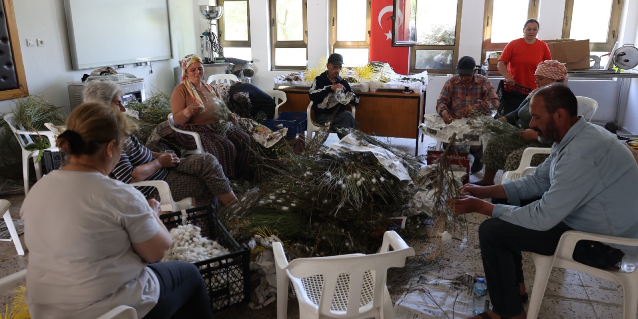 Muğla’da ipek böcekçiliği yeniden canlanıyor